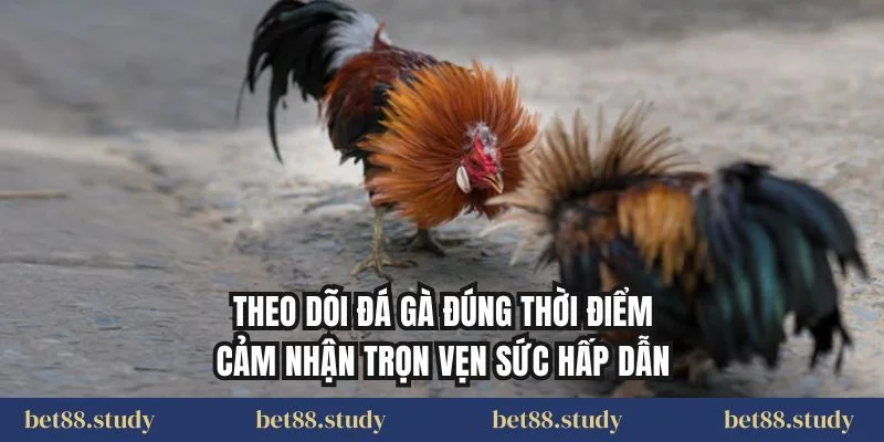 Theo dõi đá gà đúng thời điểm cảm nhận trọn vẹn sức hấp dẫn